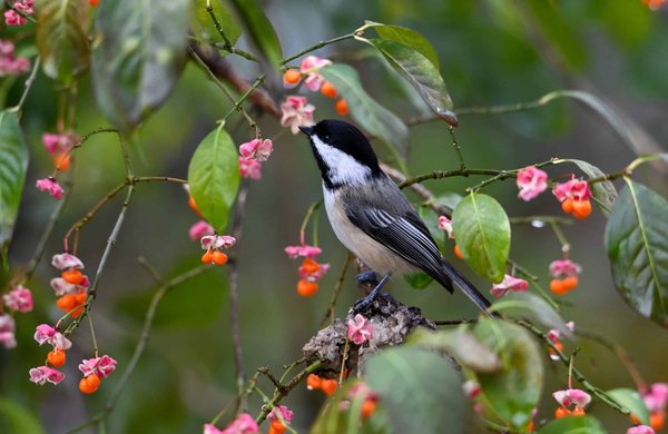 What Are the Implications of the UK's Clean Air Strategy on Urban Real Estate Development?